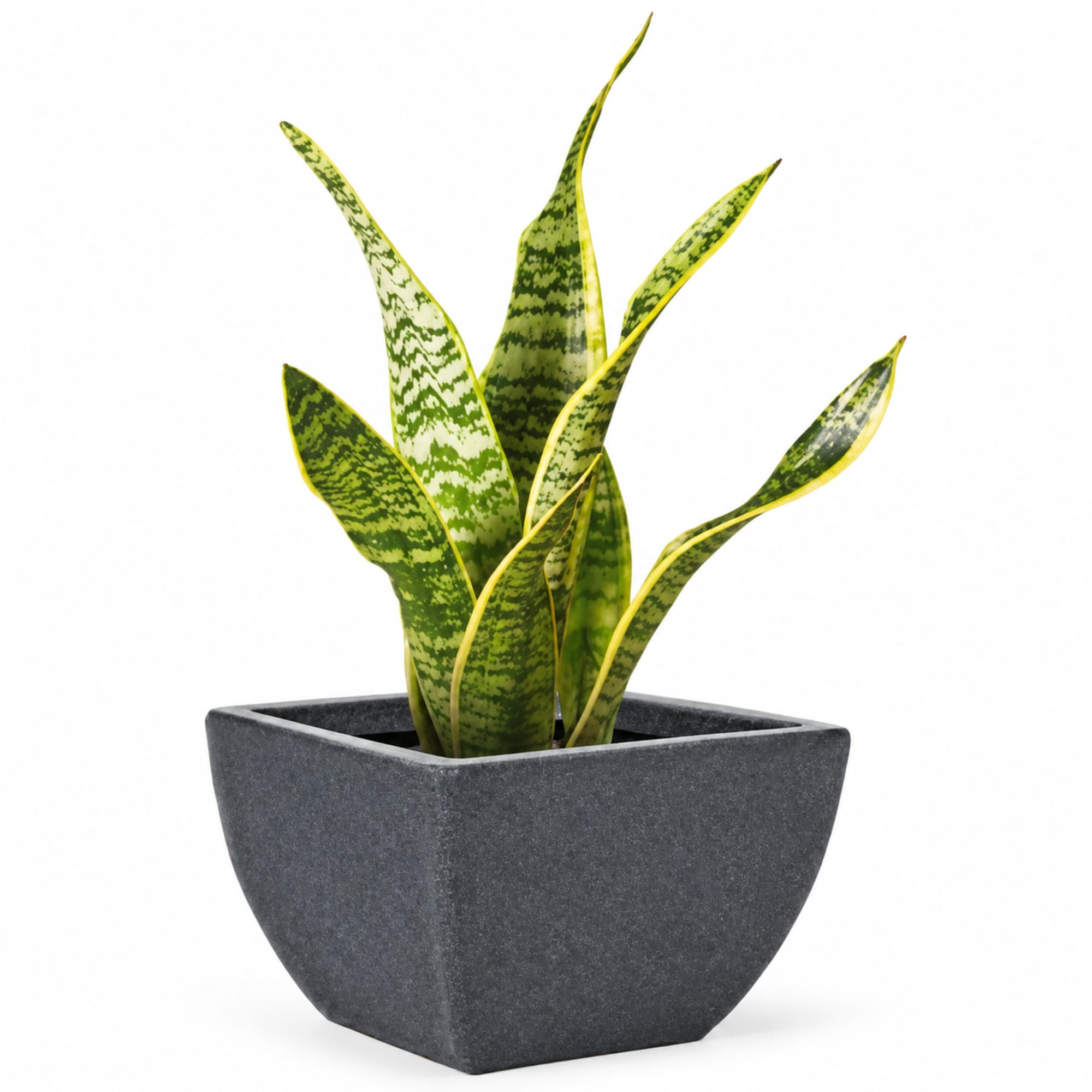 Square Charcoal Planter